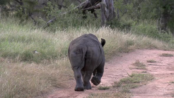 A curious White Rhino calf explores a dirt road in the African back country.