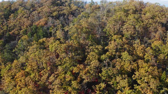 A Drone View Ascending Along a Colorful Forest with Changing Autumn Leaves