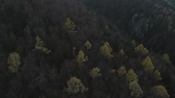 Dark dramatic forest giving mythical feeling during autumn season, aerial