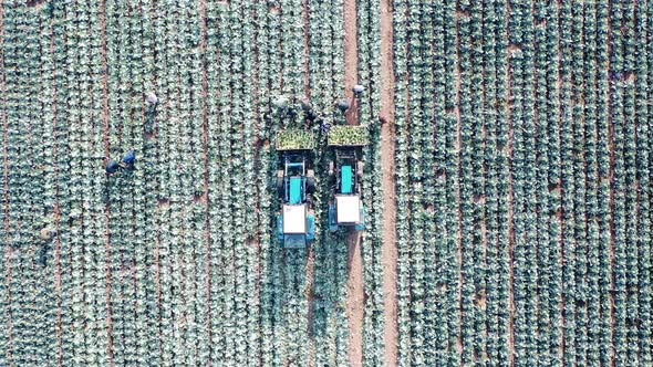 Top View of Cabbage Gathered By Combines and Workers