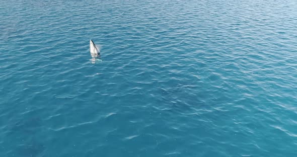 Humpback Whales in Tonga. Under Water with these beautiful majestic Creatures 13