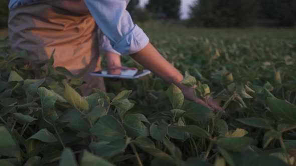 Young Farmer Walking in a Soybean Field and Examining Crop.