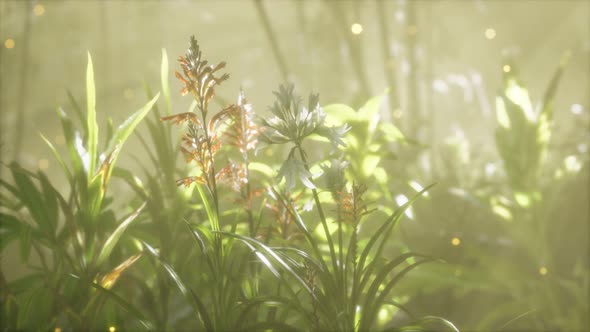 Fog Over the River in the Early Morning on an Summer Day alt