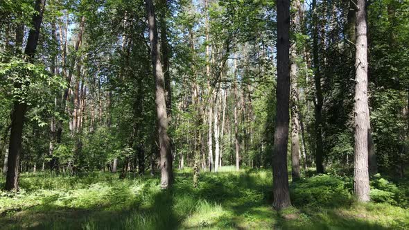 Trees in the Forest By Summer Day