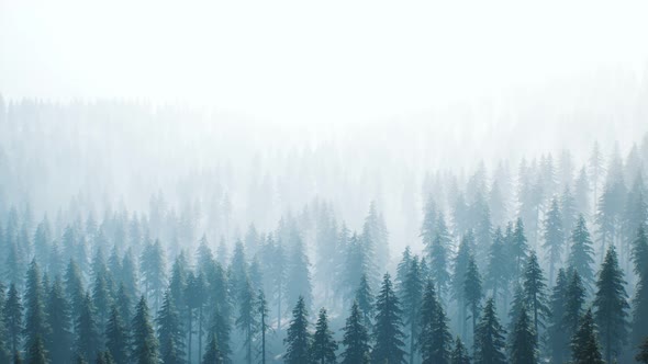 Aerial View of Green Spruce Forest