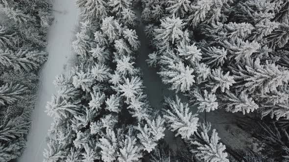 Drone Flight Over Snow Covered Tree Tops In Forest