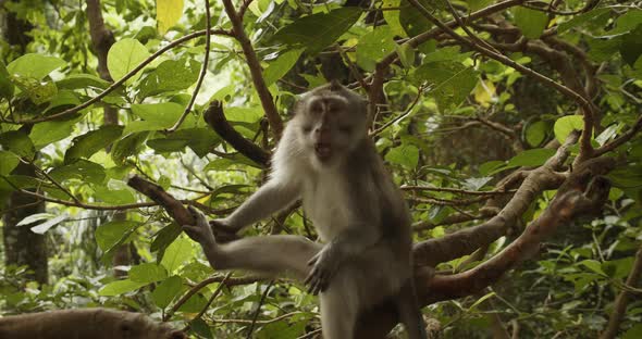 Macaque Monkey Sitting in the Tree Branches and Yawning