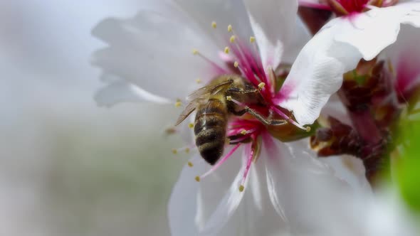 Bee On Flower 55