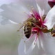 Bee On Flower 55 - VideoHive Item for Sale