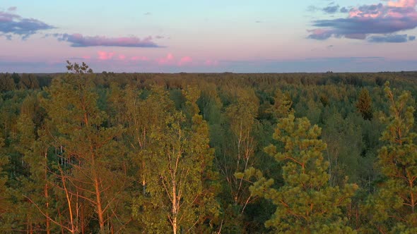 Aerial View of North European Forest