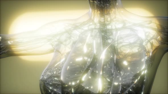 X-Ray Image Of Human Body alt