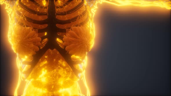 Colorful Human Body Animation Showing Bones and Organs alt