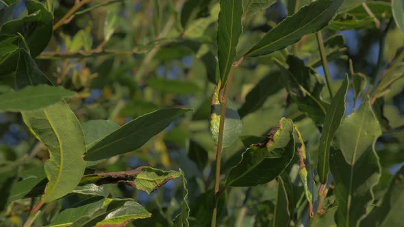 Laurus nobilis tree branches and green leaves slow tilting  4K 2160p UHD footage - Laurel slow  tilt