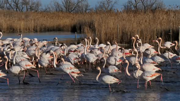 Greater Flamingos (Phoenicopterus roseus), Pont de Gau, Camargue, France