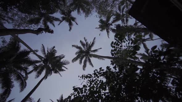 Palm Trees In Forest Against Sky