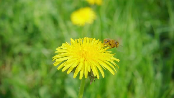 A bee collects nectar from a dandelion flower and flies away, slow motion 250fps