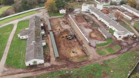 Large agricultural farm with cowshed barn with herd of cows at countryside. Agriculture and agronomy