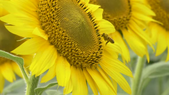 Bee Flying Around A sunflower In The Field