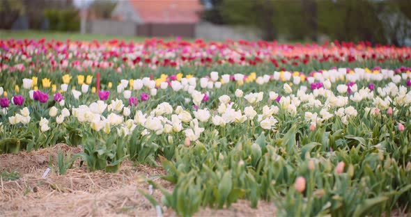 Blooming Tulips on Agriculture Field