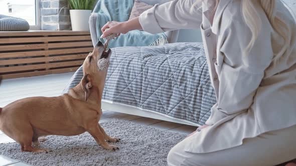 Happy Blonde Caucasian Woman Home Clothes Who Trains and Gives Commands Plays with Her Purebred