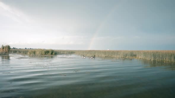 Family of geese swimming on a lake with beautiful rainbow in the background