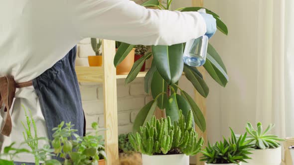 Gardener Hands Watering House Plants Close Up