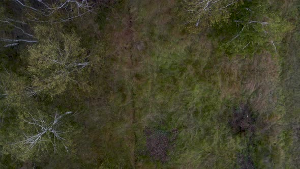 Overhead view of a lush birch grove in a mossy field,autumn,Czechia.