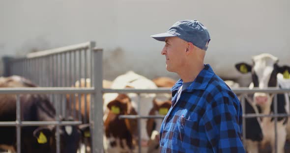 Farmer Using Digital Tablet While Looking at Cows