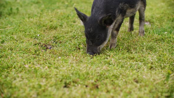 Close-up View of Cute Black Mangalica Pigs Eating Green Grass