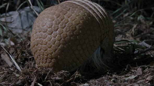 Amazing armadillo hunting for food