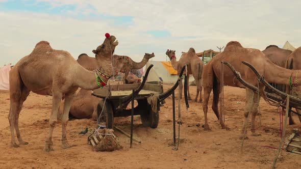 Camels at the Pushkar Fair Also Called the Pushkar Camel Fair or Locally As Kartik Mela