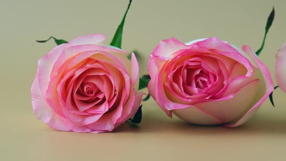 Delicate Pink Roses on Beige Background