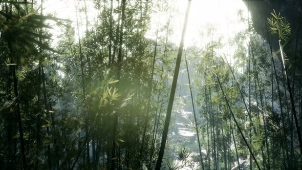 Lush Green Leaves of Bamboo Near the Shore of a Pond with Stones. alt