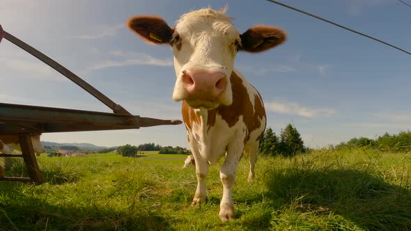 Curious Cows Graze in a Pasture in Bavaria Germany in the Alps