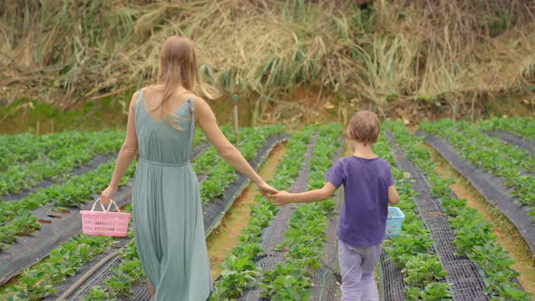 Young Woman and Her Little Son Collect Strawbery on an Eco Farm. Ecoturism Concept