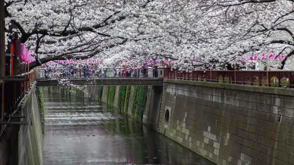 Cherry Blossom Meguro River Tokyo Bridge Timelapse