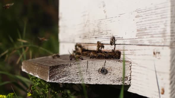 Closeup Swarm of Honey Bees Carrying Pollen To Hive in Bright Summer Sunny Day