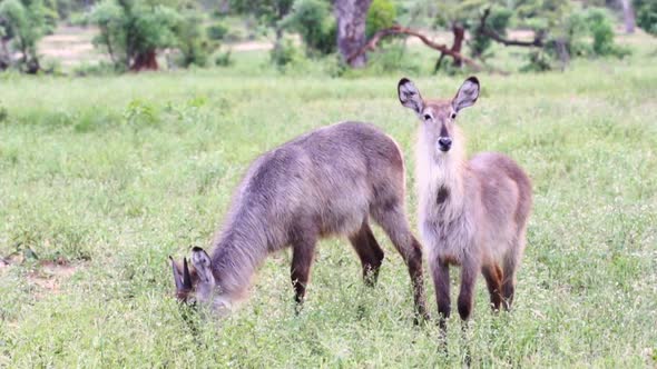 Two waterbuck one standing the other feeding in Sabi Sands Game Reserve in South Africa