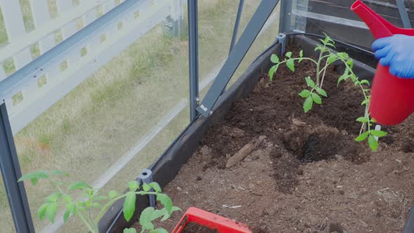 Close up view of female hands in blue gloves planting tomato seedling in greenhouse.