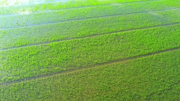 4K Aerial Wide view of Beautiful green rice sapling fields in the rural of Thailand