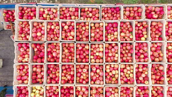 Top View of Boxes with Freshly Picked Pomegranate Fruits