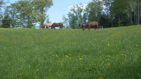Low angle view showing many horses grazing in grass field with trees in background - beautiful sunny
