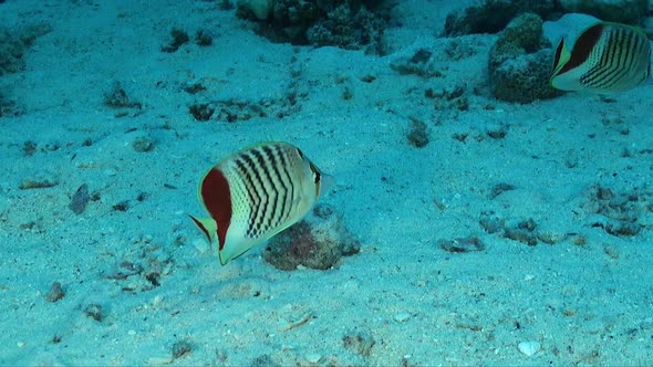 Butterflyfish swimming over sand in Red Sea