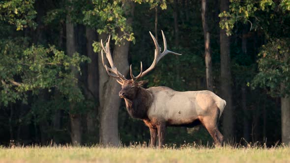 Bull Elk Video Clip in Autumn