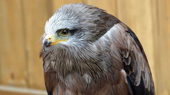 Portrait (Milvus migrans) is a medium-sized bird of prey in the family Accipitridae	