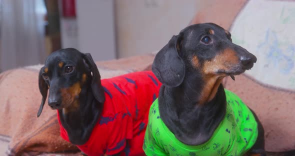 Two Active Dachshund Dogs in Colorful Tshirts Patiently Sit on Sofa Covered with Woolen Blanket and