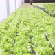 Dolly shot of organic freshness vegetables hydroponic green house soiless water system - VideoHive Item for Sale