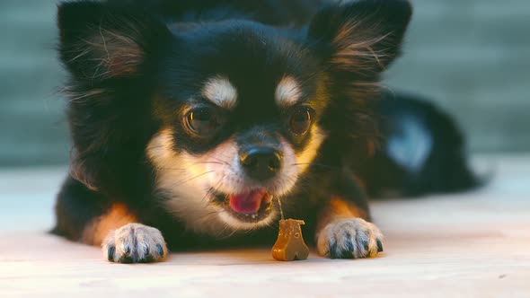 cute little black fur chihuahua dog chewing snack treat with happy and cheerful