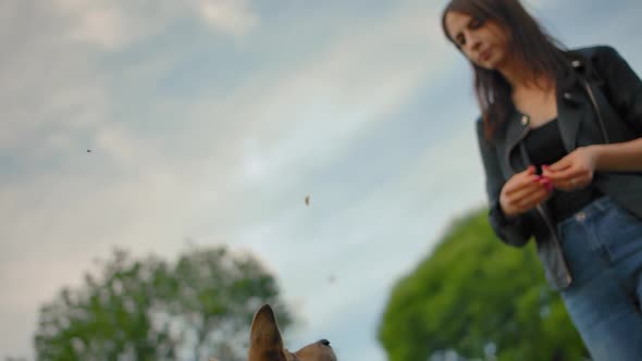 Outbred Dog Catching Meal on the Fly That the Woman Throwing It.