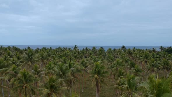 Aerial view of a large palm plantation growing near the coastline of a remote tropical island villag